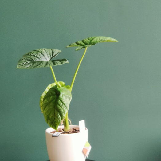 Алоказия в кашпо