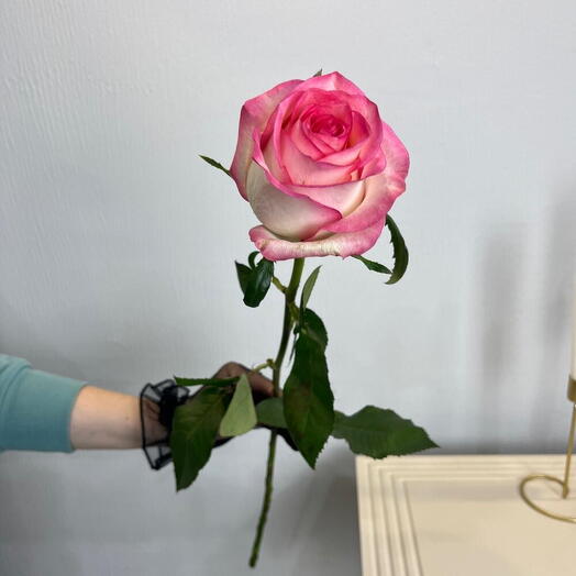 Роза одноголовая Джумилия