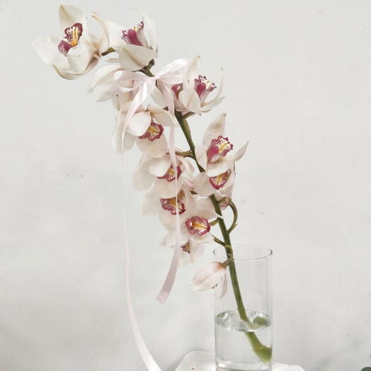 Ветвь белоснежной Орхидеи сорта Цимбидиум