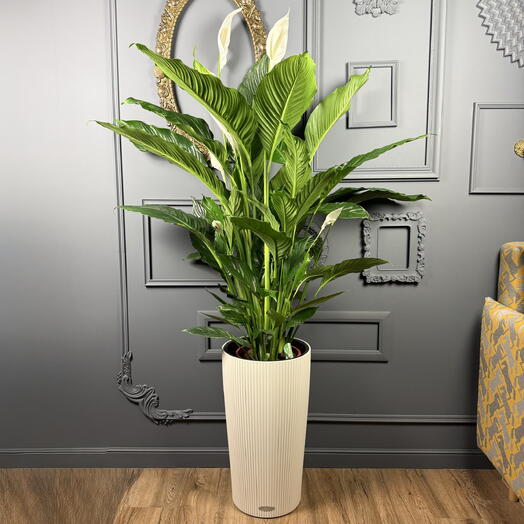 Спатифиллум женское счастье в кашпо Lechuza Высота 160 см