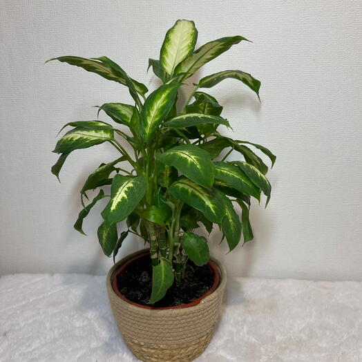 Диффенбахия пятнистая