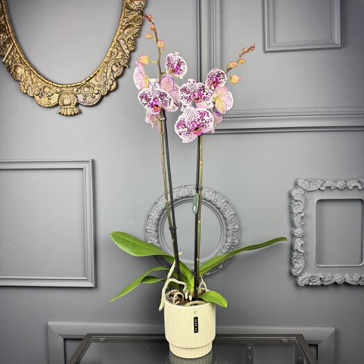 Орхидея фаленопсис бело-розовая в керамическом горшке Д-12 Высота 70 см