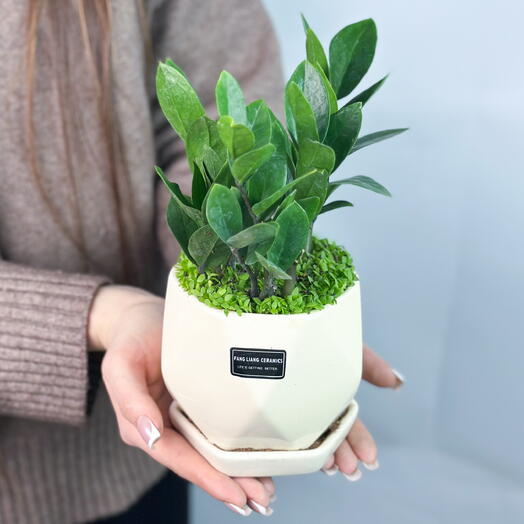 Замиокулькас в керамике D-9