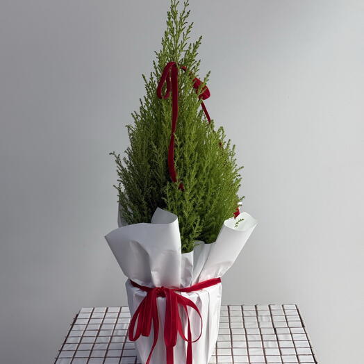 Канадская ель «Коника» (50см)