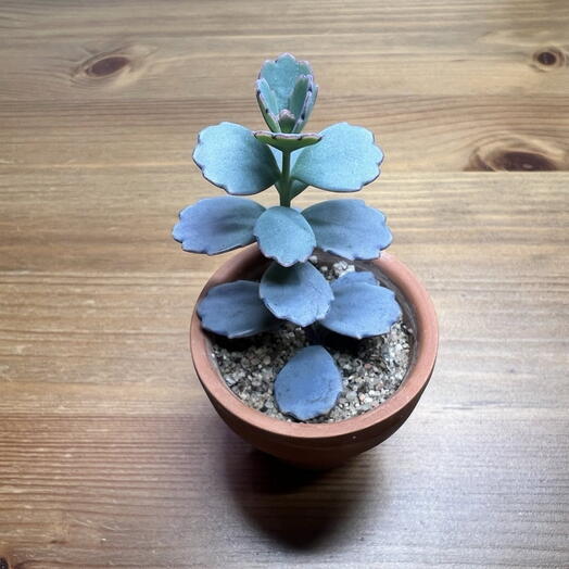 Каланхоэ Федченко «Лавандовый гребешок»