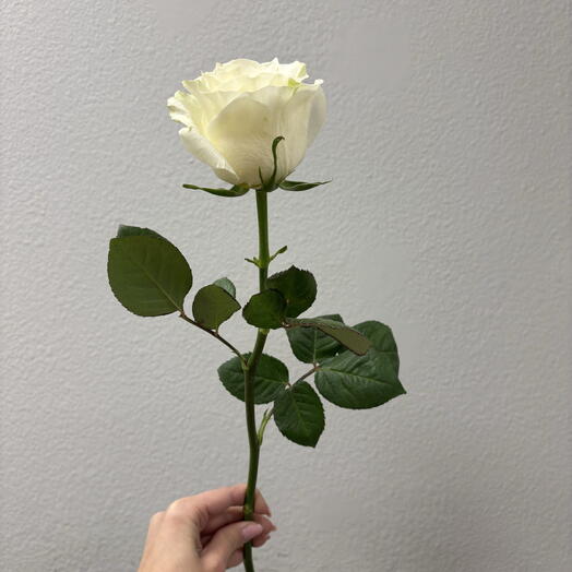 Роза Мондиаль