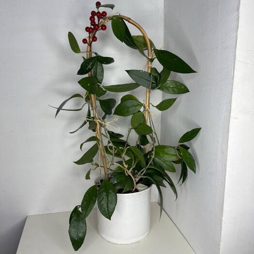 Хойя  (Hoya)