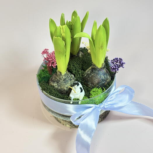 Полянка из гиацинтов с котом ️