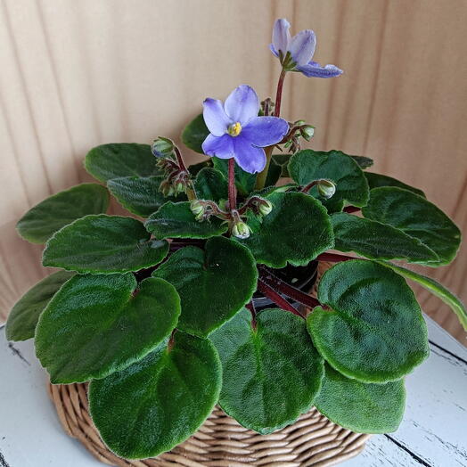 Фиалка (*23), сенполия