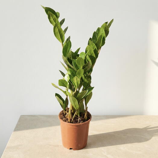 Замиокулькас