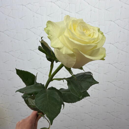 Роза Мандиал