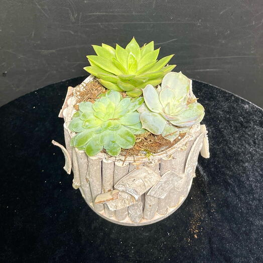 Микс суккулентов в деревянном кашпо