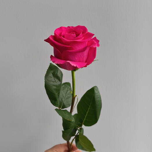 Роза Pink Floid 80