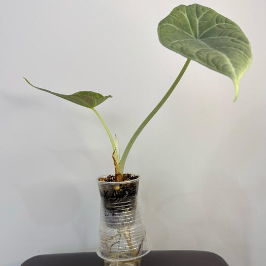 Алоказия Махарани Alocasia Maharani