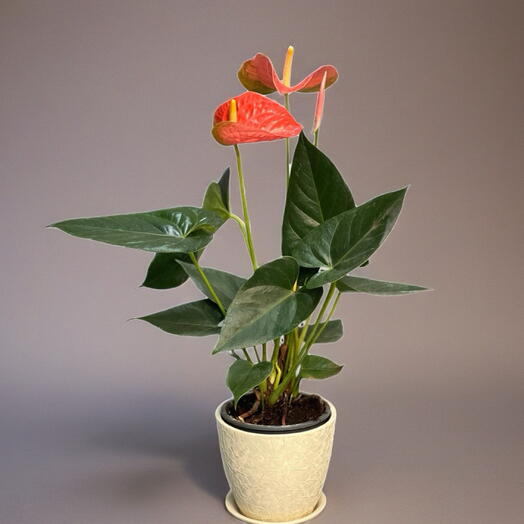 Anthurium GEMENGD