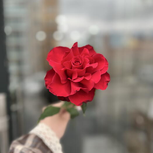 Роза французская