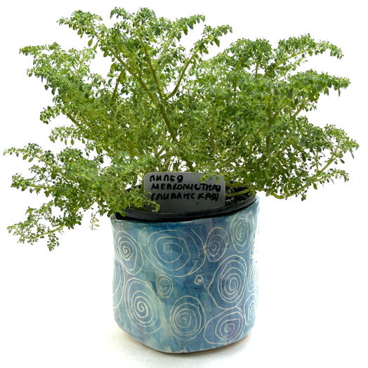 Пилея мелколистная (Pilea microphylla) в кашпо из лозы с керамическим топпером 30х27 см