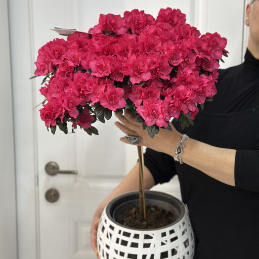 Азалия очень красивая штамб