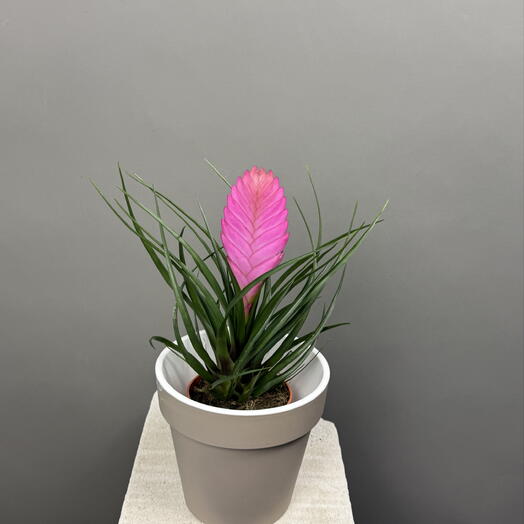 Bromelia (Бромелия)