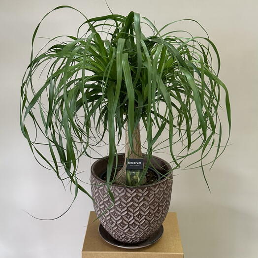 Бокарнея (Beaucarnea)