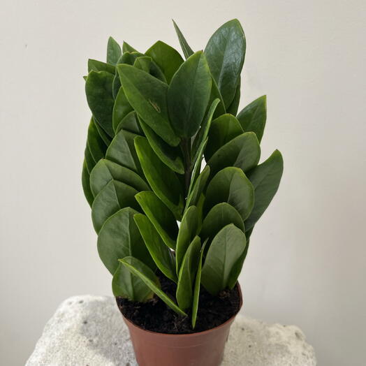 Замиокулькас пирамида 🌱