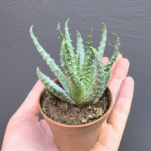 Aloe humilis (Алоэ хумилис)