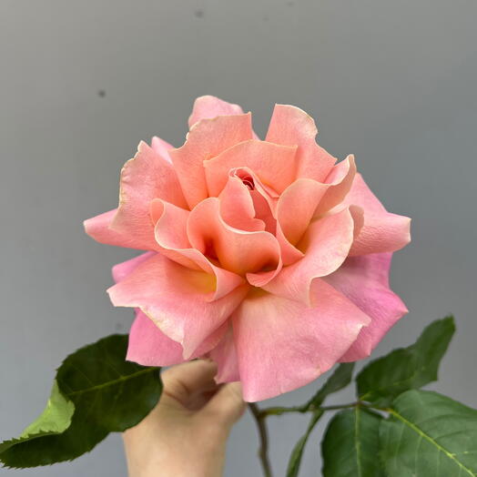 Французская роза 💞