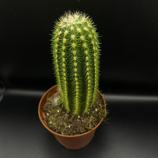 Кактус 🌵🔥