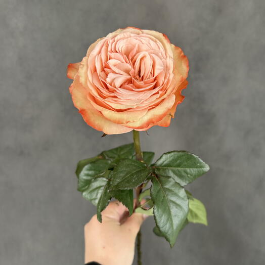 Голадская пионовидная роза 🌹