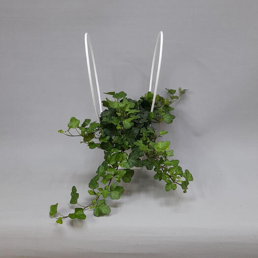 Плющ (hedera)