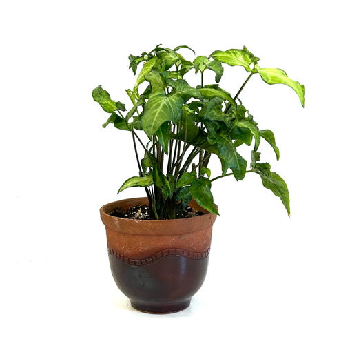 Сингониум Арроу (Syngonium) в керамическом кашпо