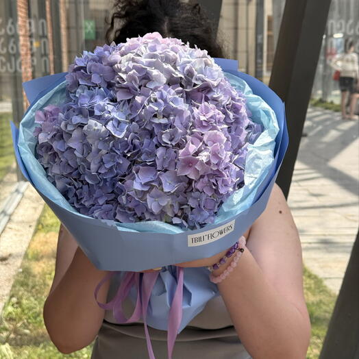 Georgian hydrangea