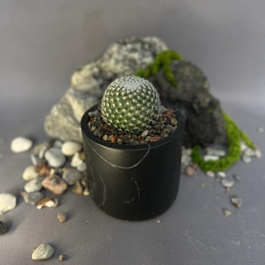 Кактус Маммиллярия микротеле /Mammillaria microthele