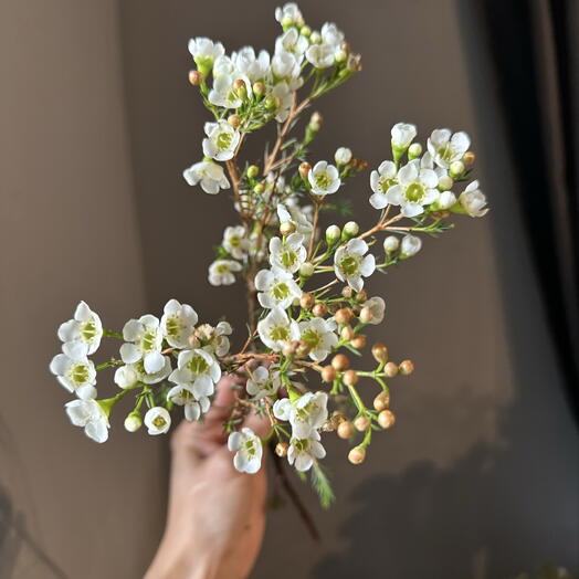 Хамелациум