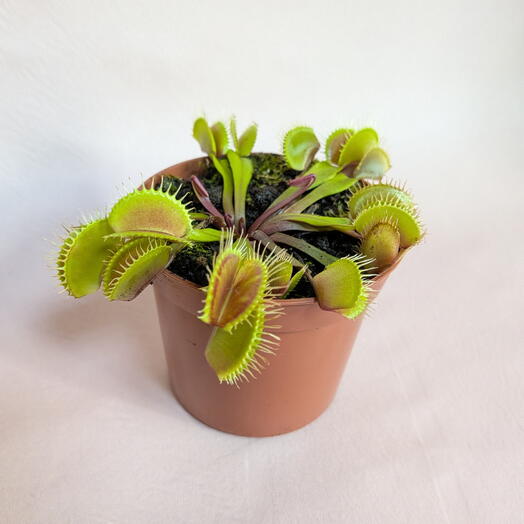 Венерина мухоловка в горшке (Дионея) / Dionaea Muscipula Мухоловка хищник (2)