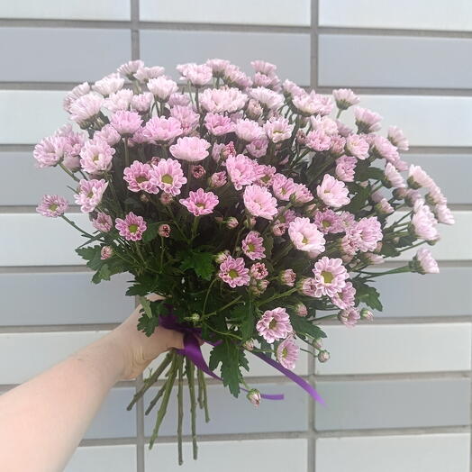 Сиреневые ромашки 💜Хризантемы Ромашка Сантини