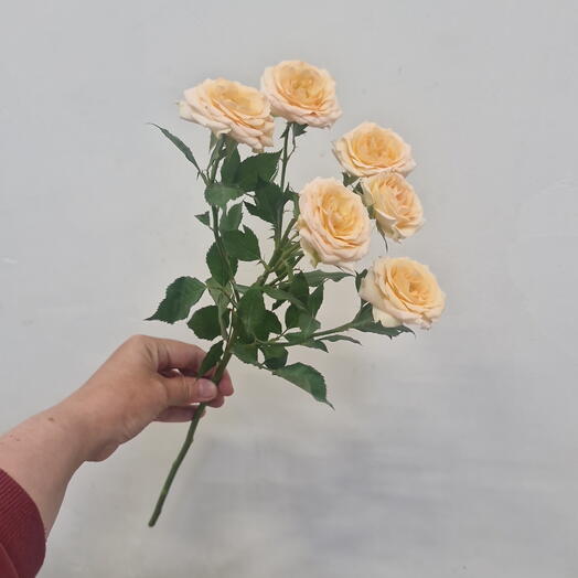 Роза кустовая