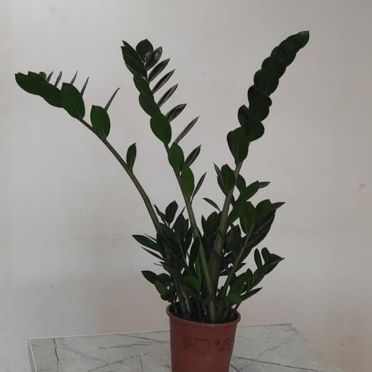 Замиокулькас Emerald Palm