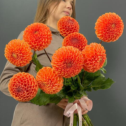 георгины 9 шт