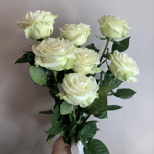 Роза белая мондиаль