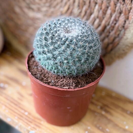 Кактус Маммилярия Spinosissima, живое растение 1 шт. Д-9
