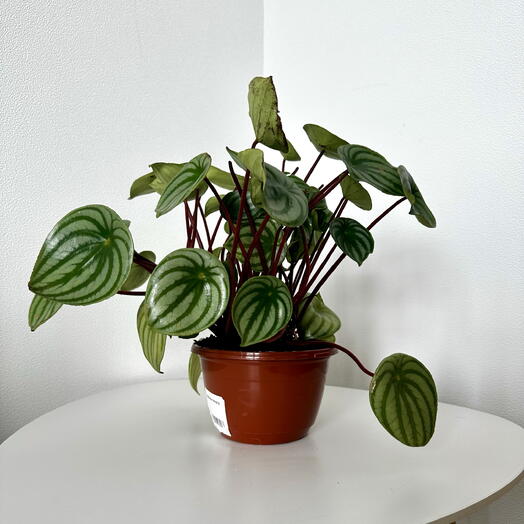Peperomia Argyrea