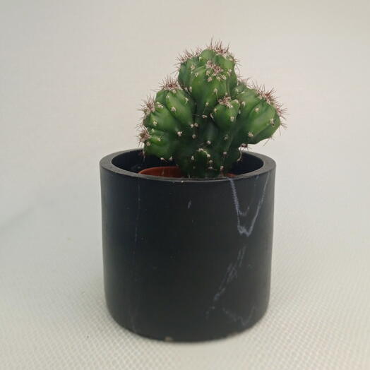 Цереус перуанский монстрозный / Cereus peruvianus var. monstrosus
