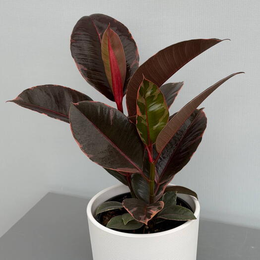 Фикус Эластика Белиз (FICUS) EL BELIZE