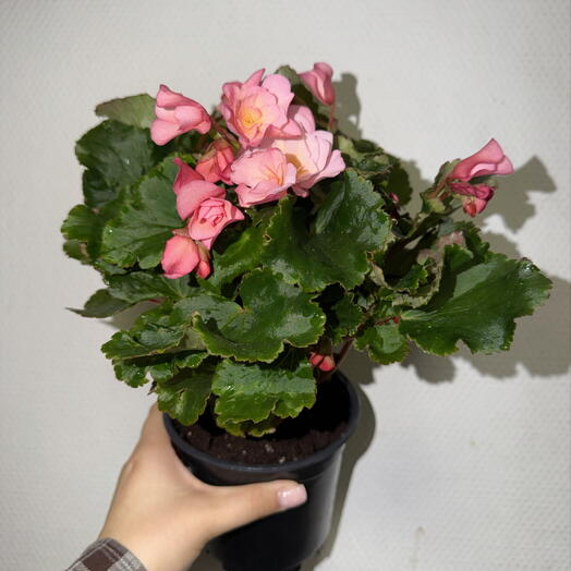 🌸 Бегония Элатиор нежно-розовая / Begonia Elatior