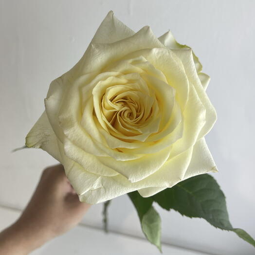 Розы Канделайт 💛