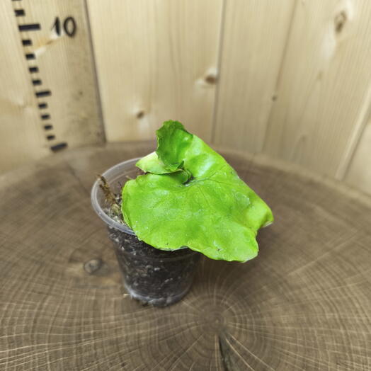 Платицериум Ридли Раунд Platycerium ridleyi Round
