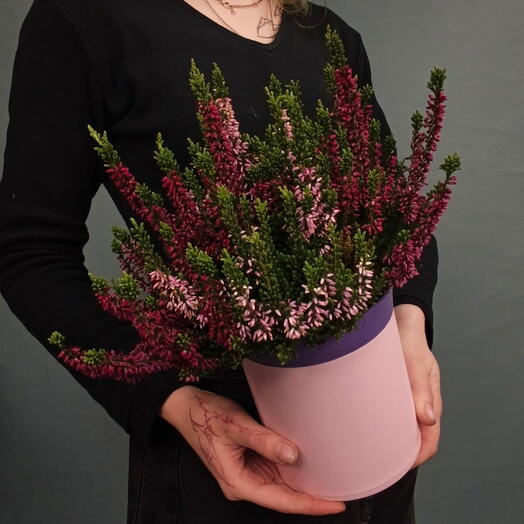 Вереск (Calluna vulgaris)