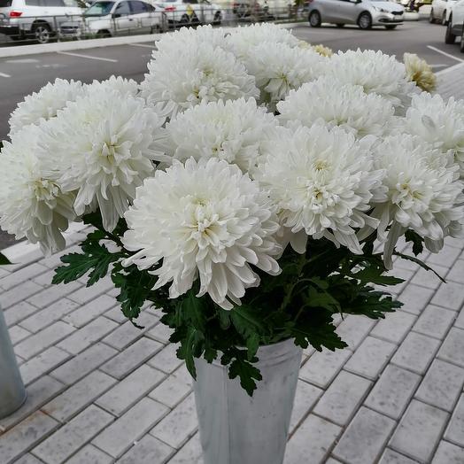 Хризантема