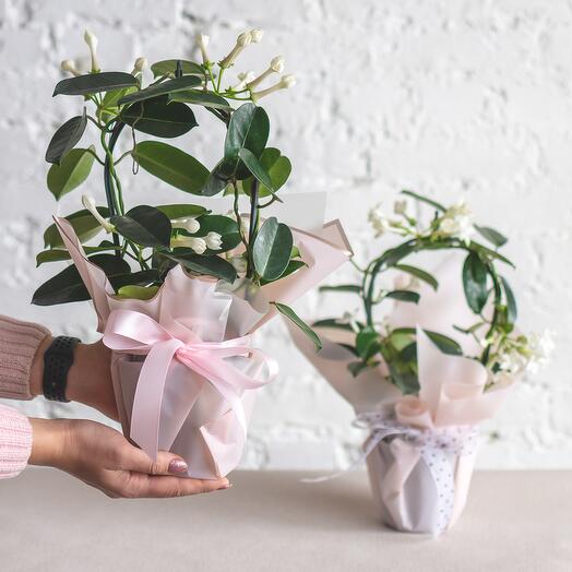 Кімнатний жасмин в подарунковій упаковці